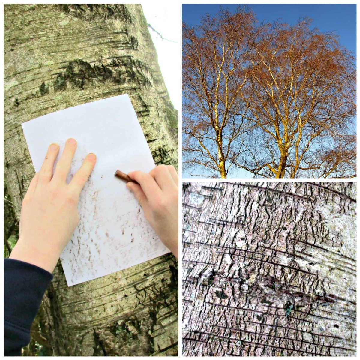 Bark Rubbings - Midfield Primary School